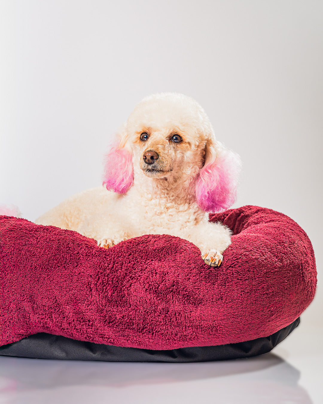 CAMA DONA 50 CM  VARIEDAD COLORES FRANIMAL SHOP